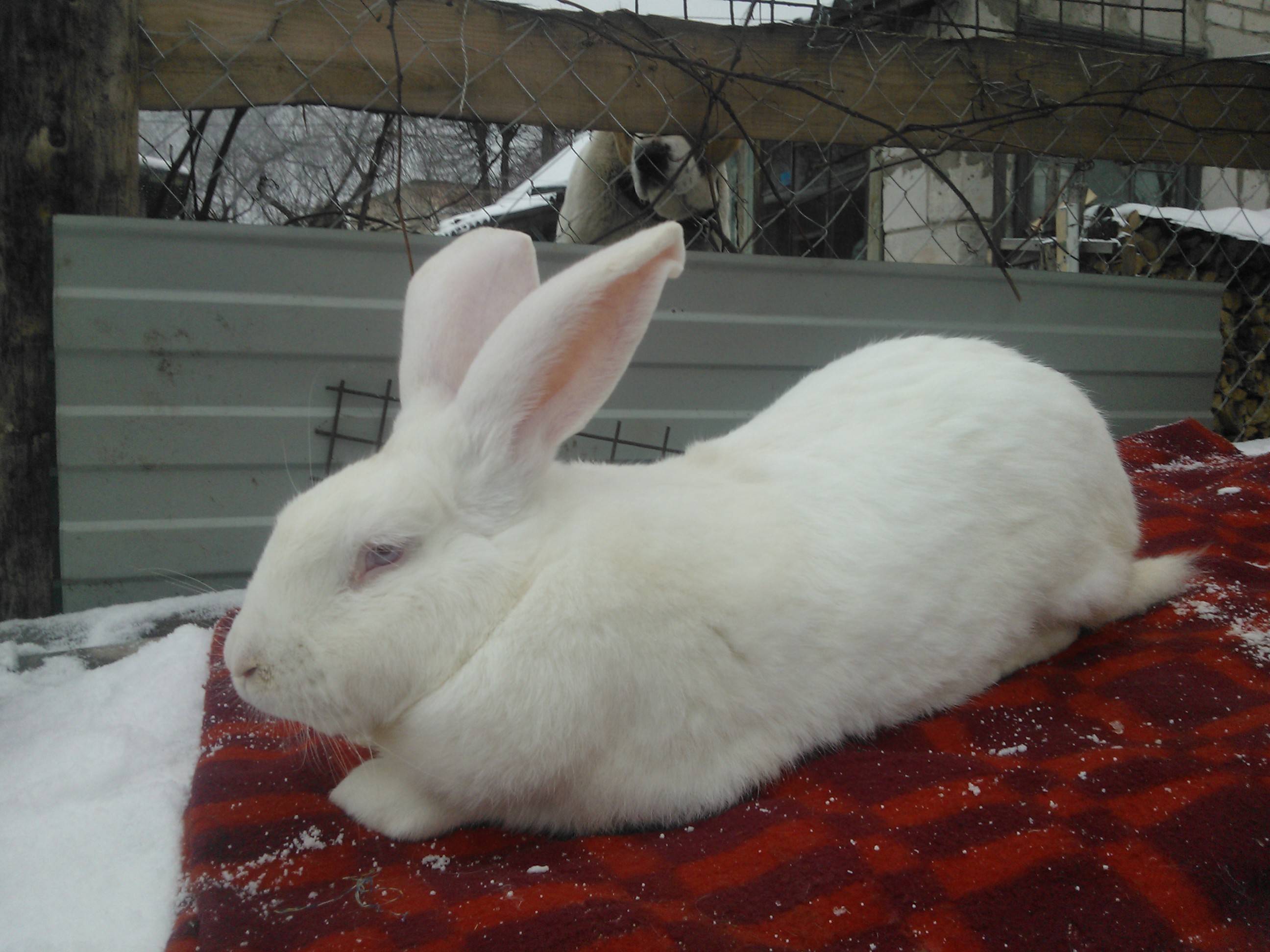 Кролик белый великан | кролики. разведение и содержание в домашних условиях