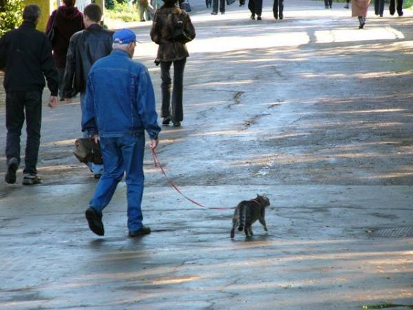 Как выгуливать кошку или кота на улице: советы владельцам