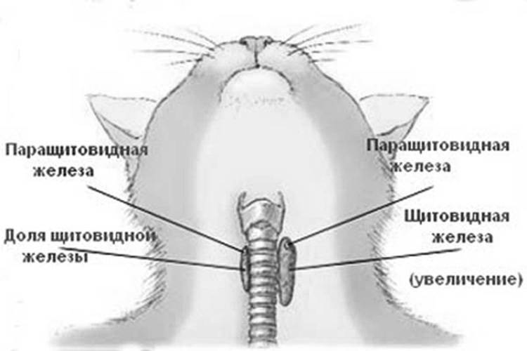 Гипертиреоз у кошек: метимазол, симптомы и лечение