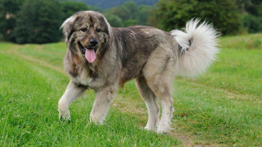 Кавказская овчарка: всё, что нужно знать об этой породе собак от а до я