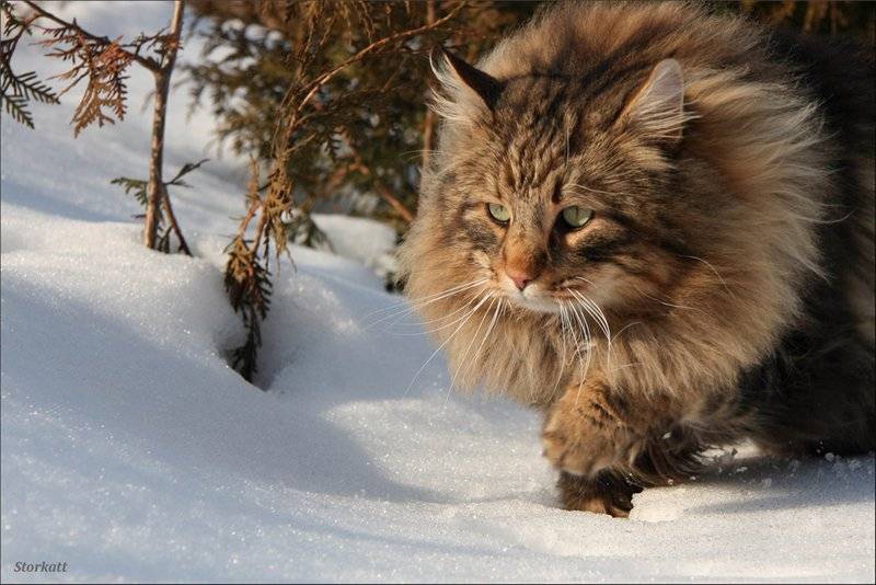 Кошки норвежские лесные: описание породы, характер, особенности ухода, история