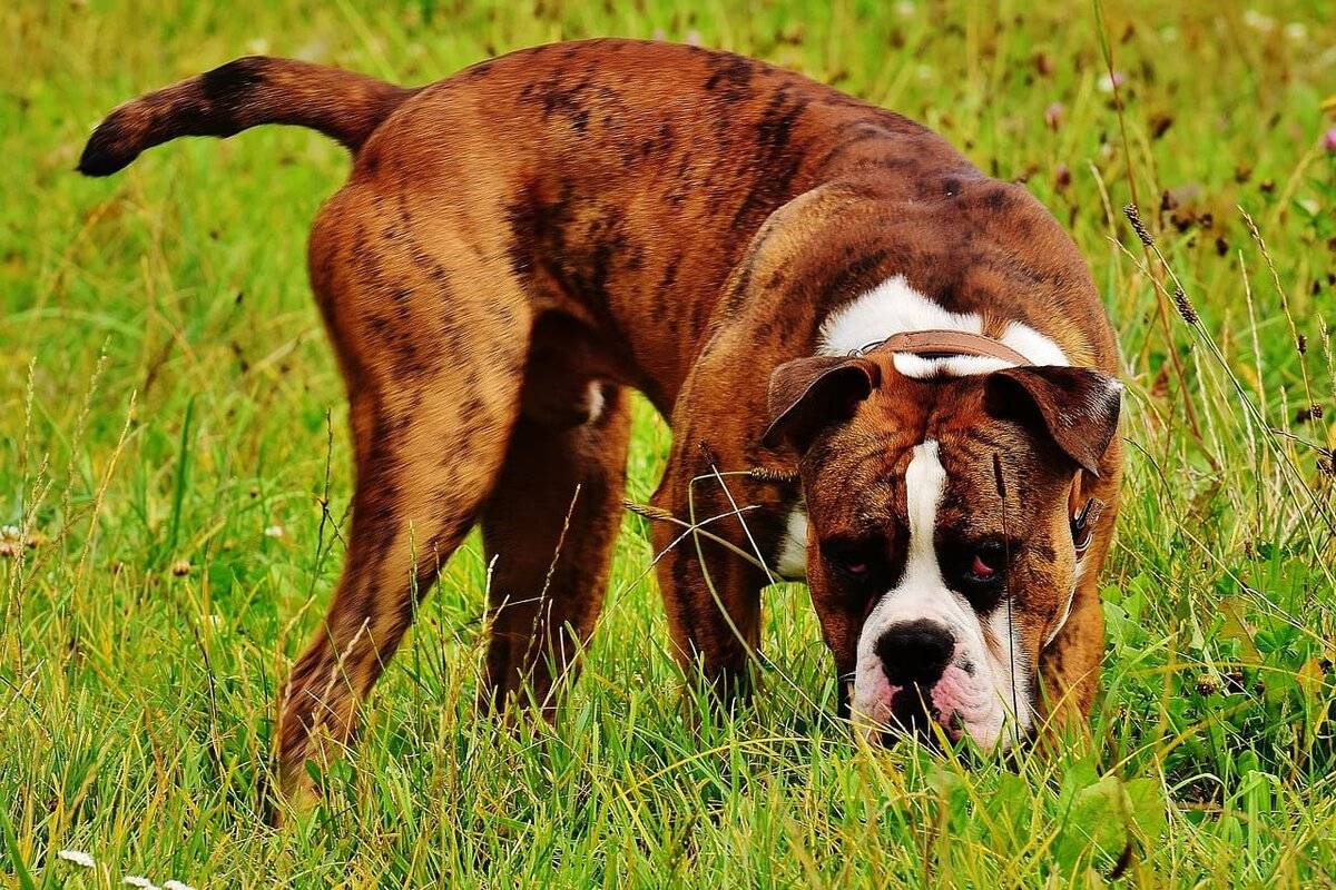 Топ-15 самых добрых пород собак в мире (описание + фото)