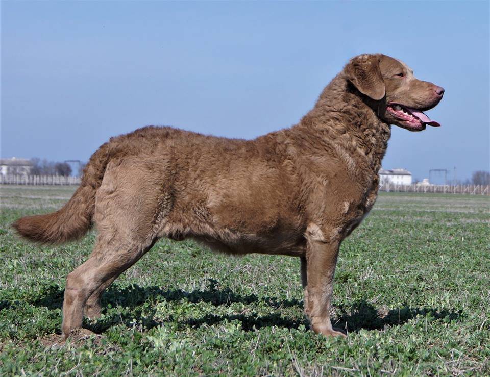 Чесапик бей ретривер — описание породы и характер собаки