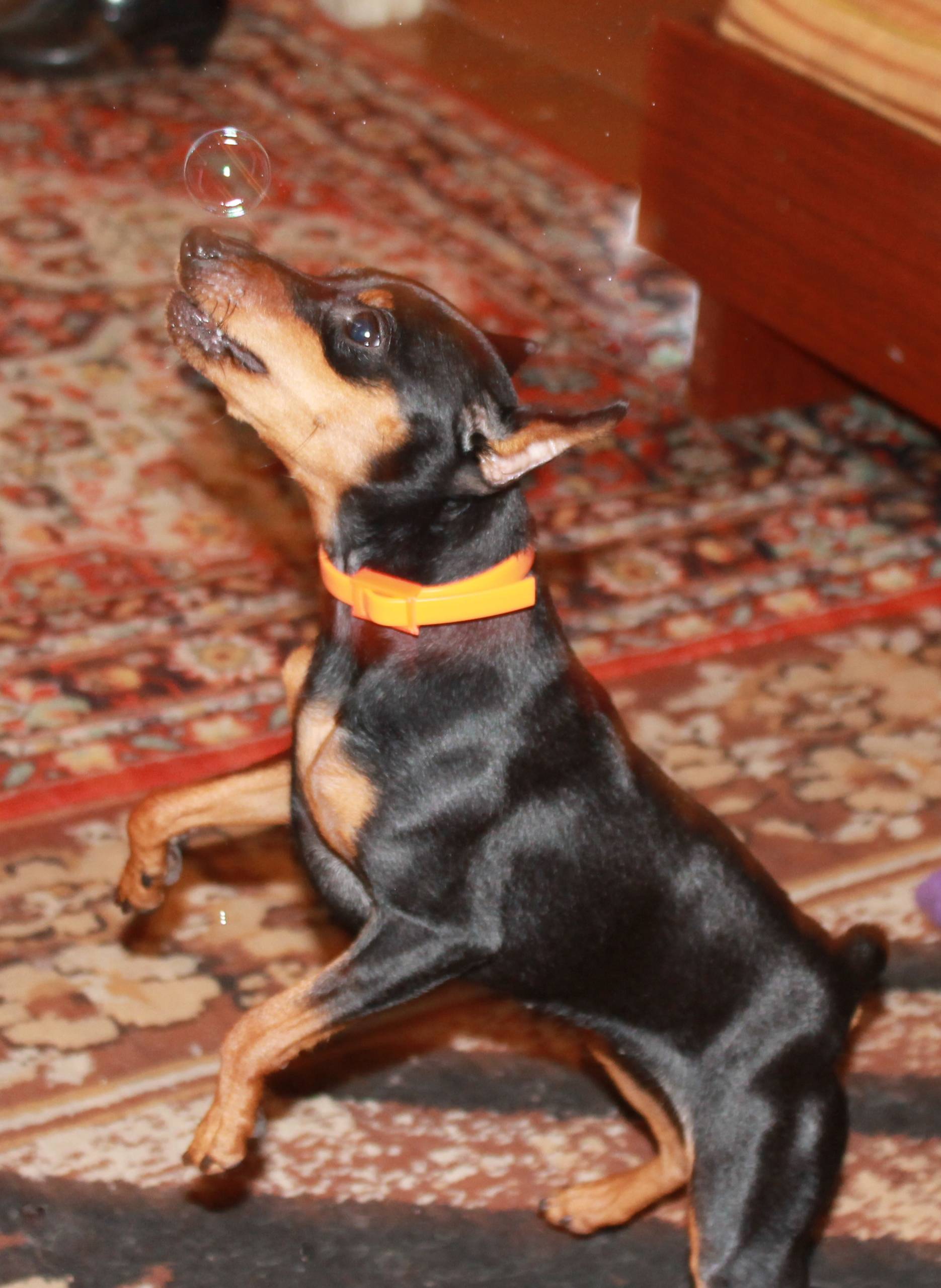Карликовый пинчер (цвергпинчер) — порода собак