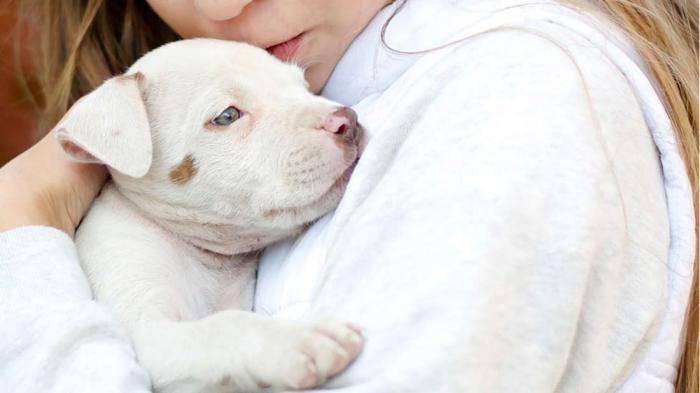 Гипоаллергенные собаки: список пород для аллергиков с описаниями и фото