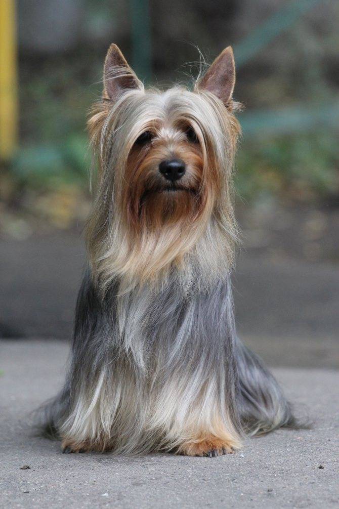 Австралийский шелковистый терьер: фото собаки, описание и стандарты породы
