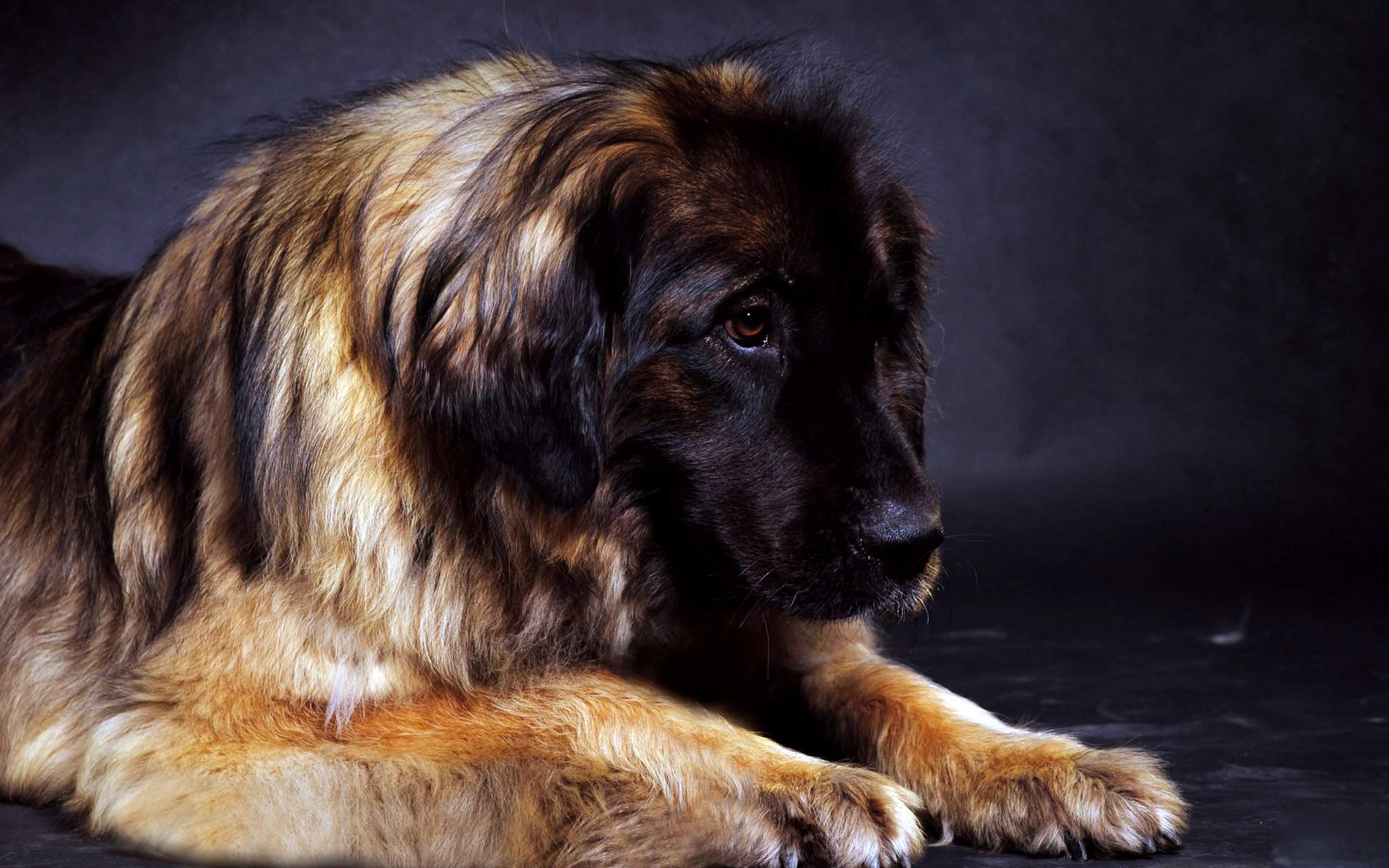 Порода собак леонбергер и ее характеристики с фото