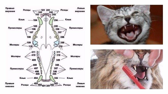 Зубы второе оружие кошек - oozoo.ru