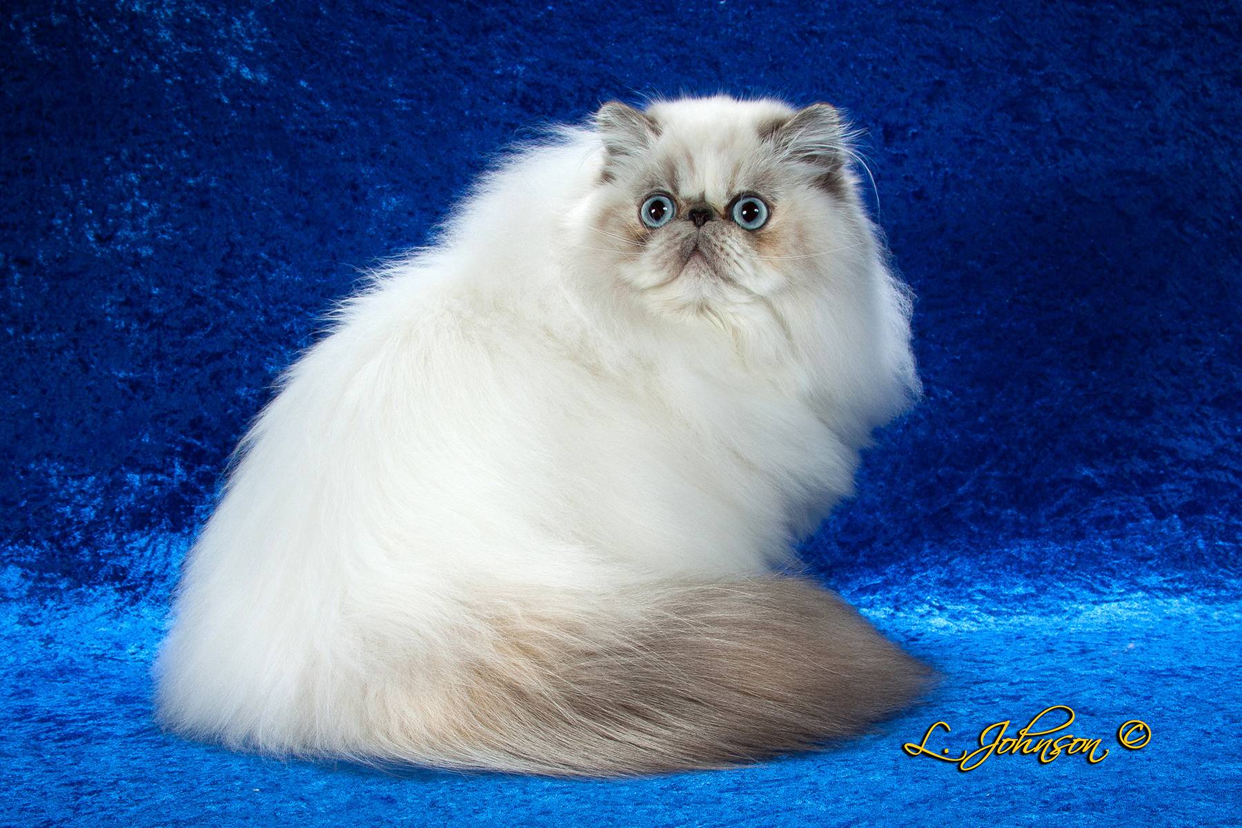Гималайская кошка – описание породы, характер, фото