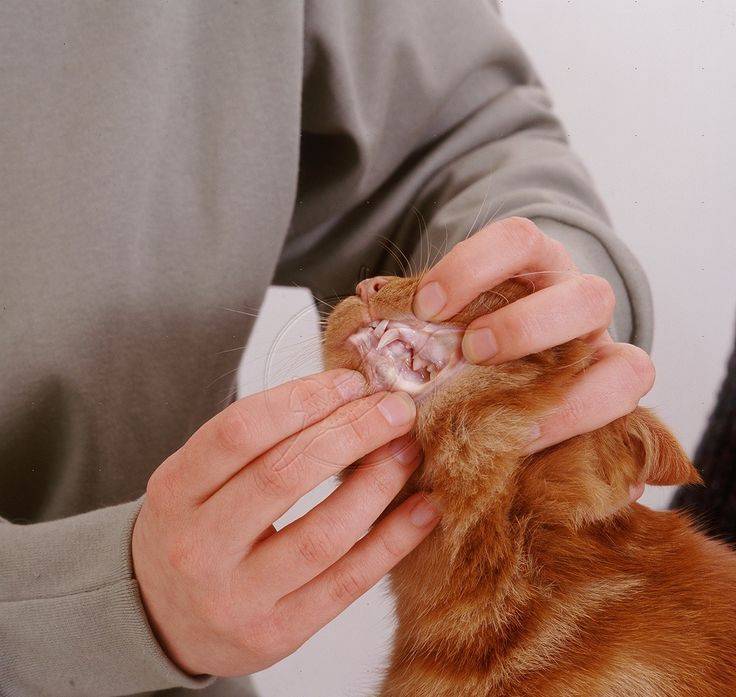 Кровь в моче у кошки - как лечить: гематурия у кошек - лечение в москве