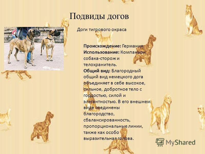 Собаки породы дог: описание и фото разновидностей