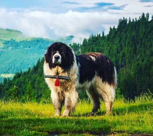 Восточно-европейская овчарка собака. описание, особенности, уход и цена породы