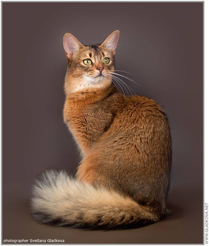 Мэнкс кошка. описание, особенности, характер, уход и цена породы | животный мир