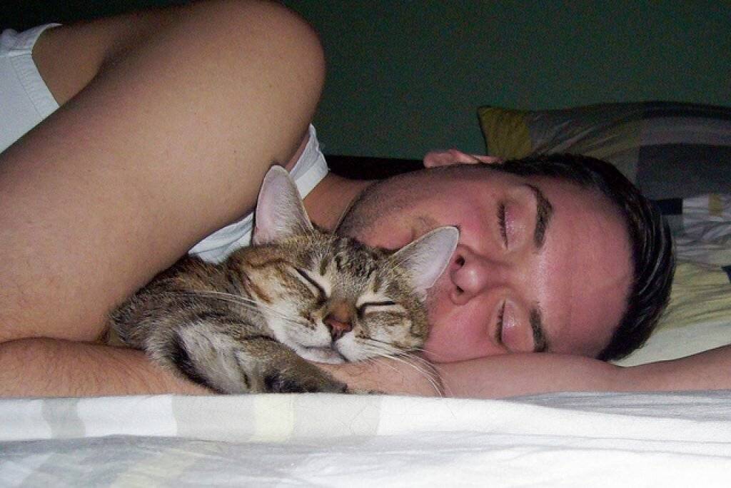 Почему кошки любят спать с хозяевами: привилегия или необходимость. рассуждения опытных заводчиков