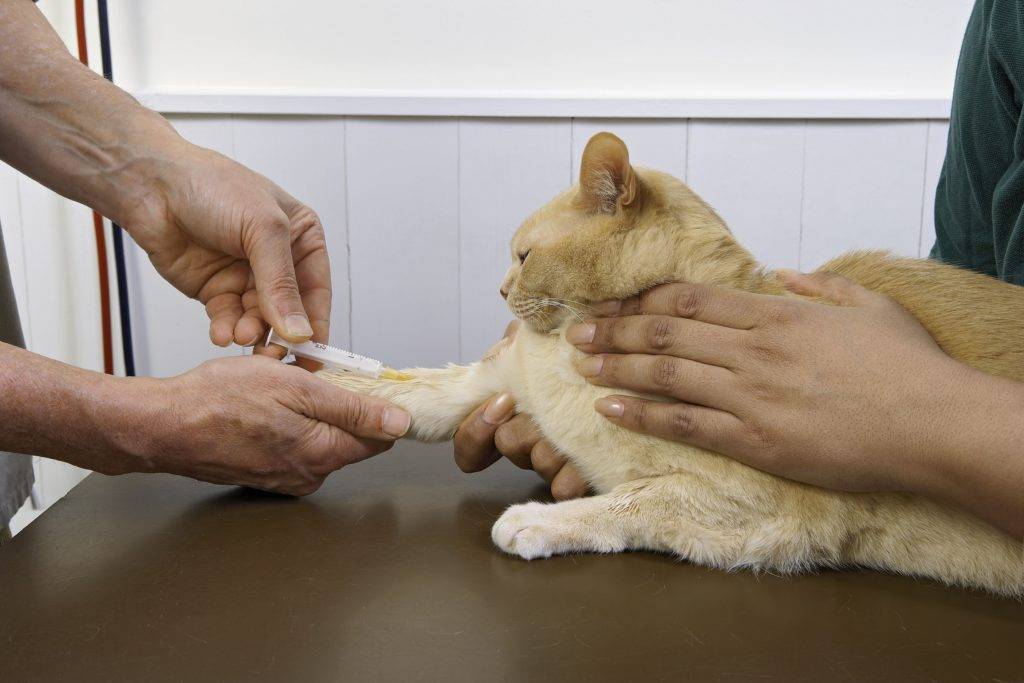Воспаление кишечника у кошек (innflammatory bowel disease) - симптомы, лечение неспецифического воспаления кишечника у кошек. ветеринарная клиника "зоостатус".