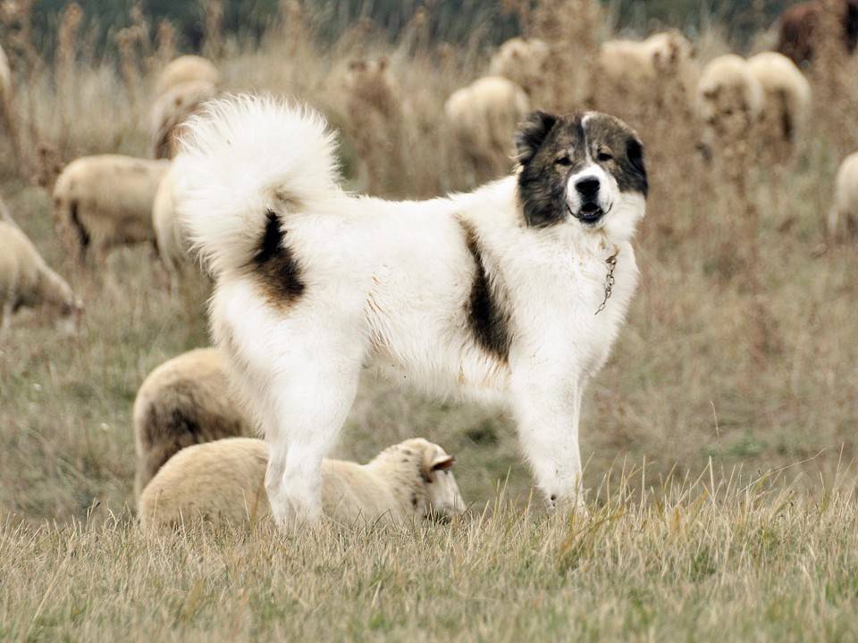Болгарская овчарка