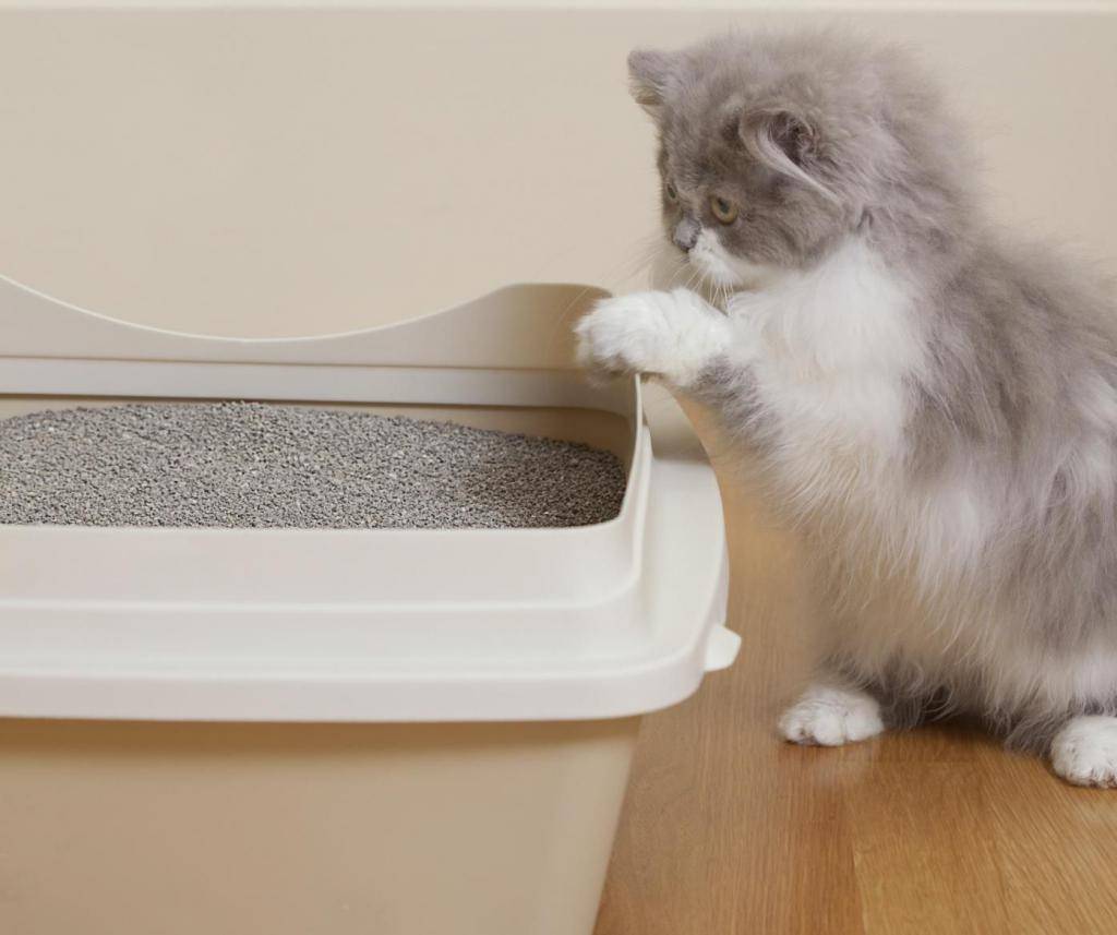 Как приучить котенка к лотку в квартире за 1 день: простые советы