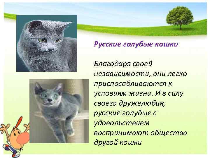 Как кошки благодарят хозяев: 7 способов кошачьего «спасибо» | gafki.ru | яндекс дзен