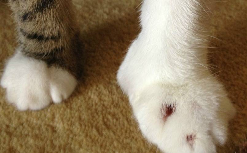Опухли лапы у кошки и он не наступает на них: возможные причины и лечение