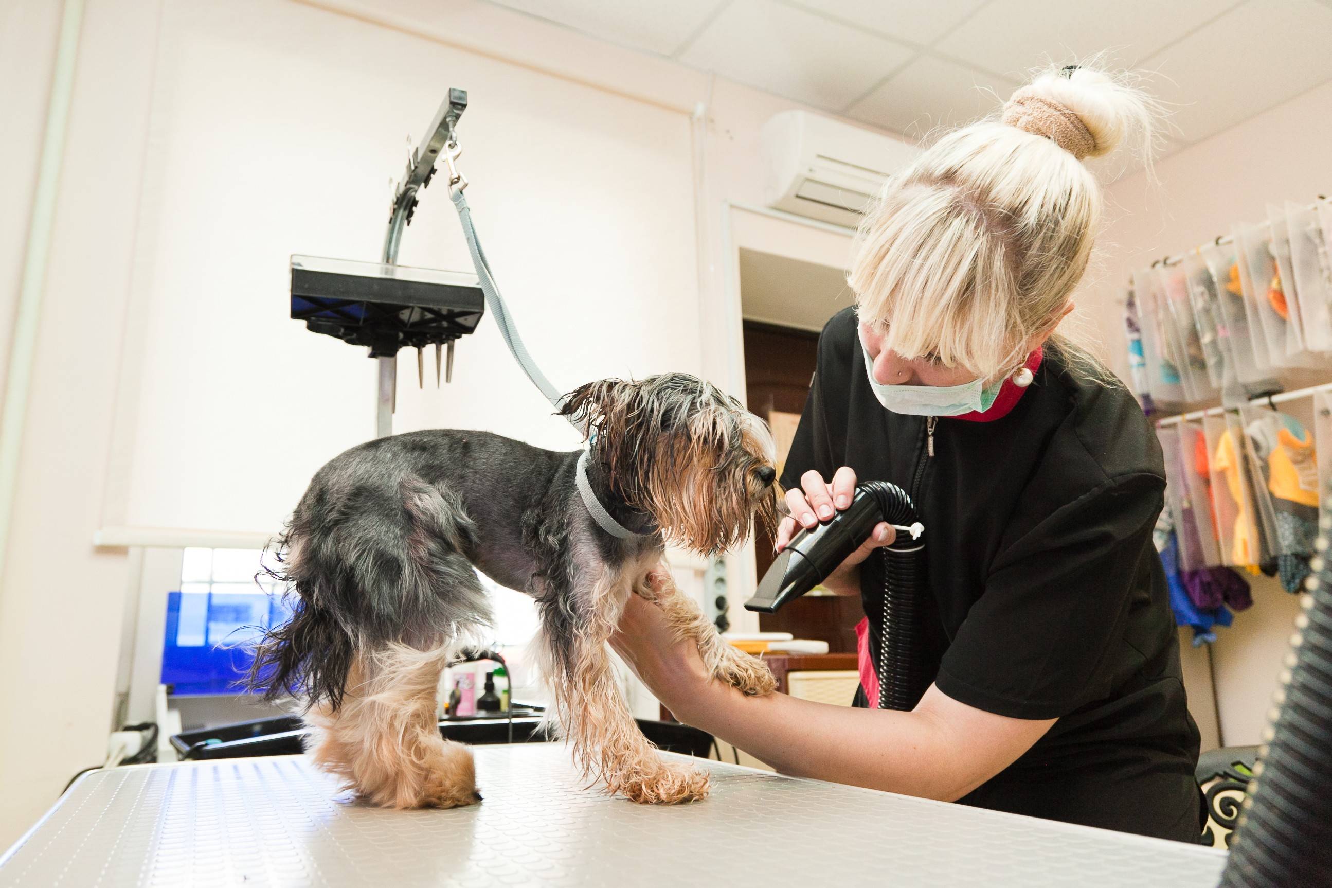 Что такое груминг? или для чего нужен профессиональный подход? ⋆ ветеринарная клиника max&vet
