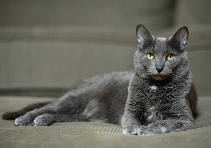Картезианская кошка: француженка с улыбкой джоконды