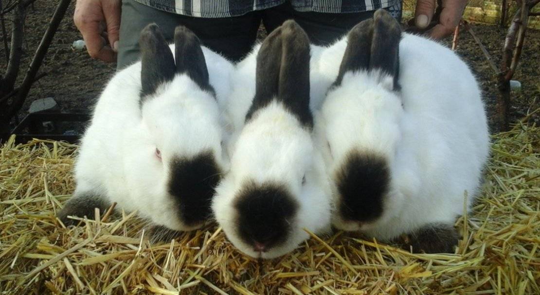Кролики калифорнийской породы: стандарты, содержание и уход