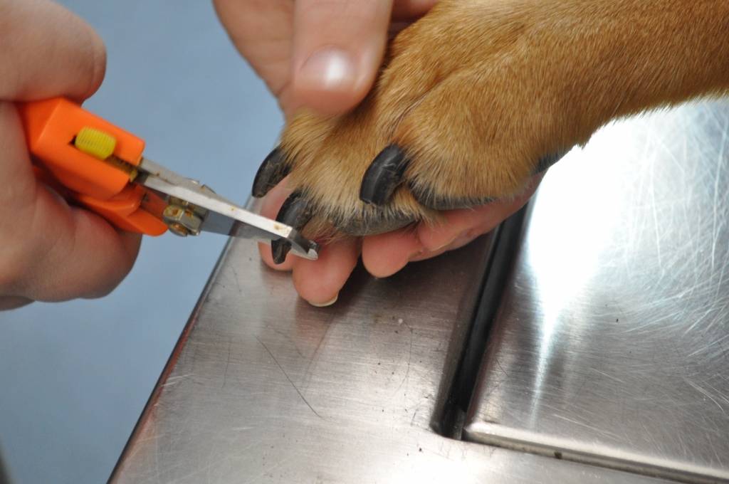 Зачем стричь когти собакам? | блог на vetspravka.ru