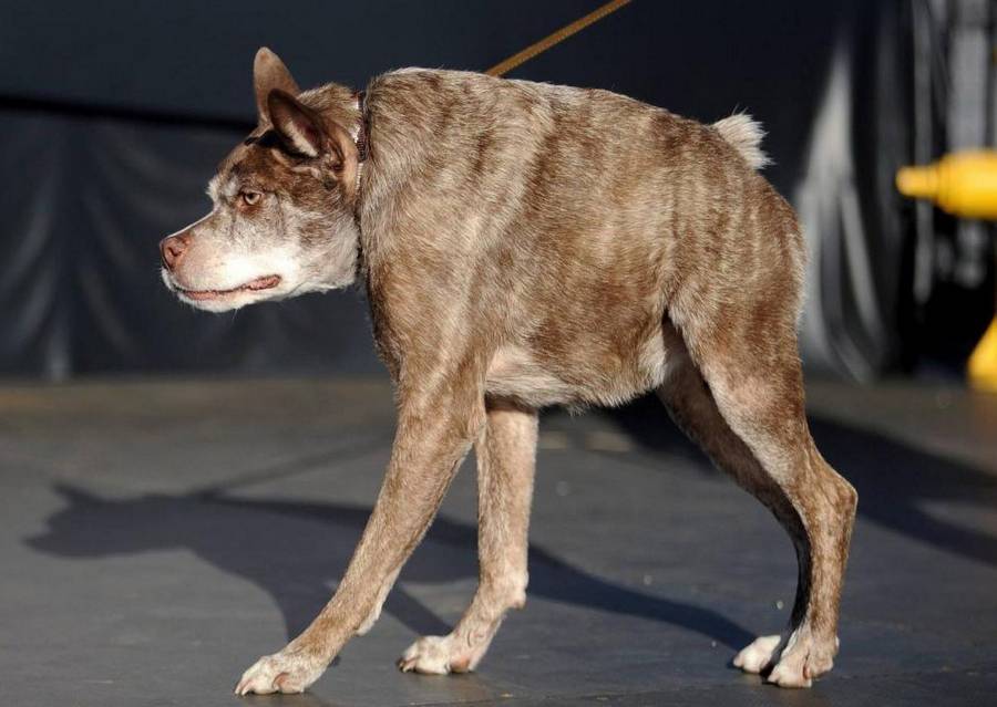 Самые страшные собаки в мире | фото, породы
