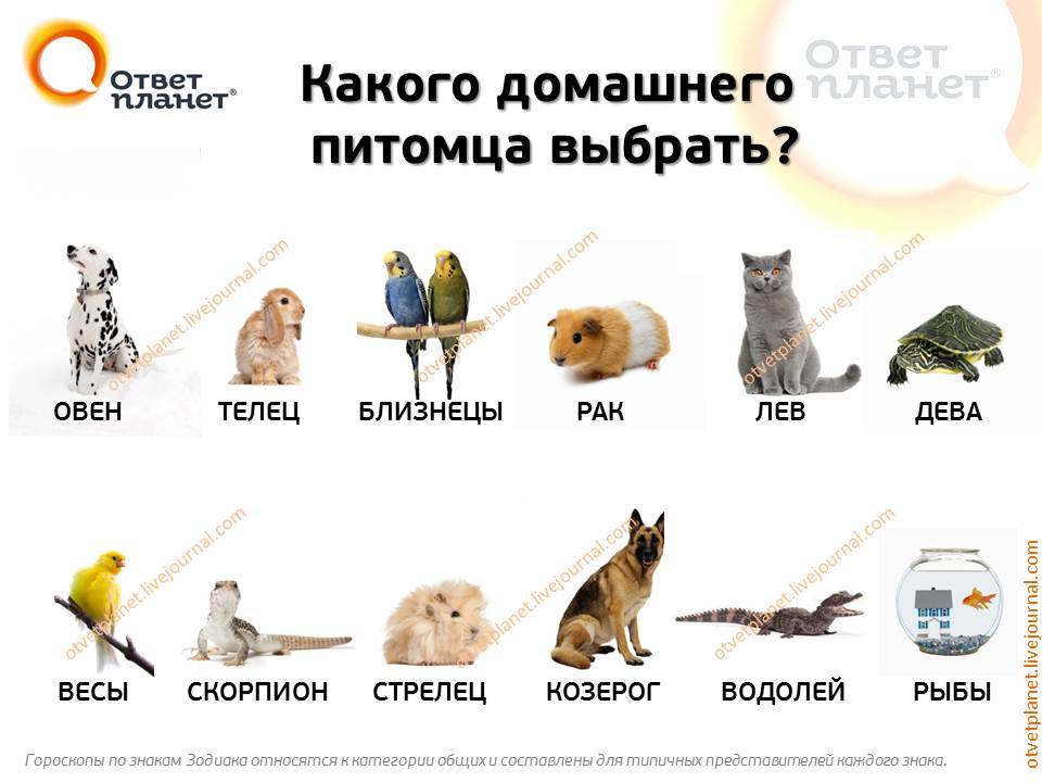 Какие животные каким годам соответствуют. Животные по знаку зодиака. Знаки зодиака по животным. Животные АО знаку задидиаку. Животное по знаку зодиака домашние.