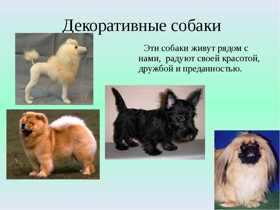Собаки маленьких пород: названия и описание пород, список, размеры и фотографии