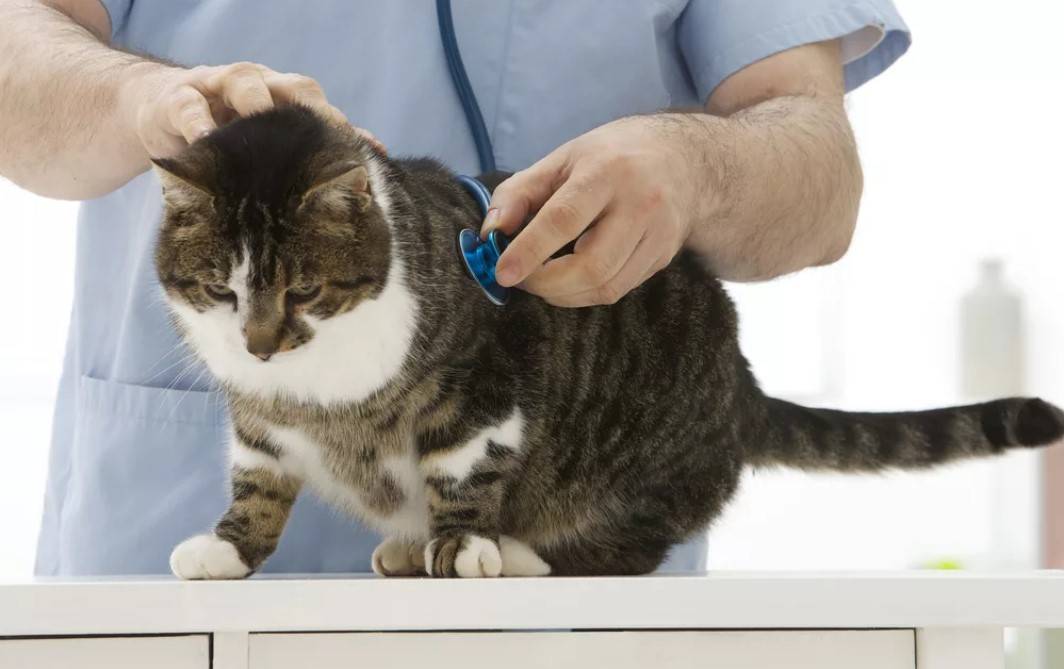 Остеоартроз и артрит у собак и кошек — симптомы и лечение