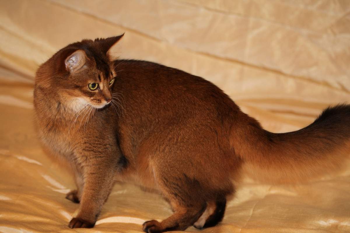 Cомалийская порода кошек: 45 фото, описание, стоимость котенка