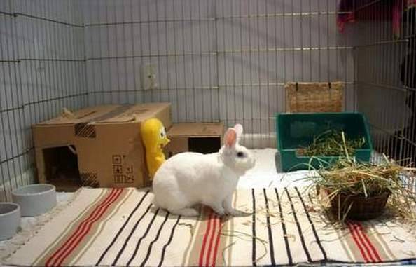 Разведение кроликов в домашних условиях для себя и на продажу