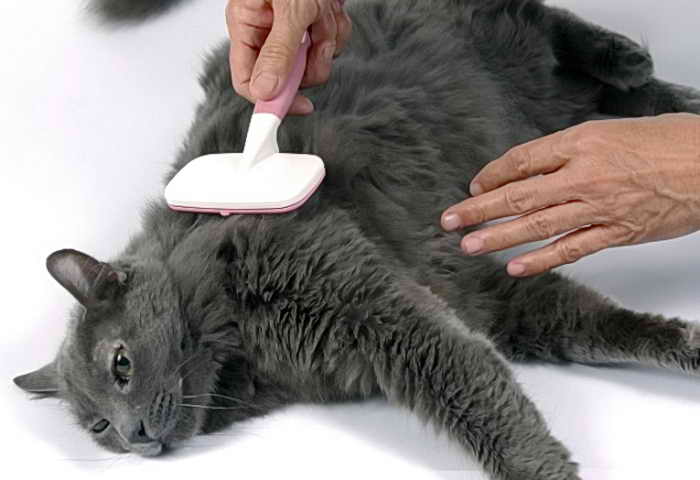 Сильно линяет кот британец: что делать, как ухаживать за шерстью, когда обратиться к врачу