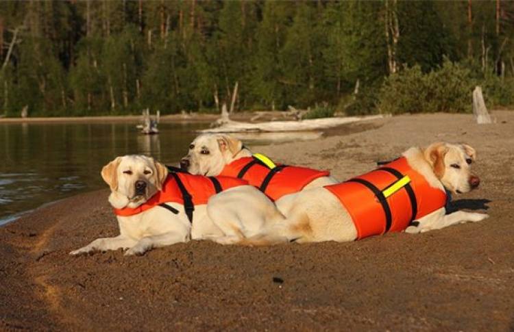 Собаки-спасатели