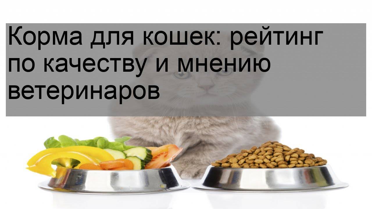 Лучший корм для кошек по мнению ветеринаров: чем кормить, рейтинг самых популярных, какой рекомендуют, советы и отзывы