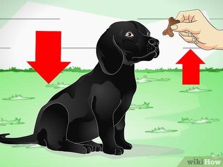 Дрессировка щенка лабрадора: воспитание, обучение собаки правилам и командам в домашних условиях