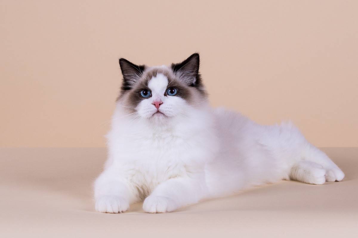 Все о кошках породы рэгдолл: особенности внешнего вида и темперамента