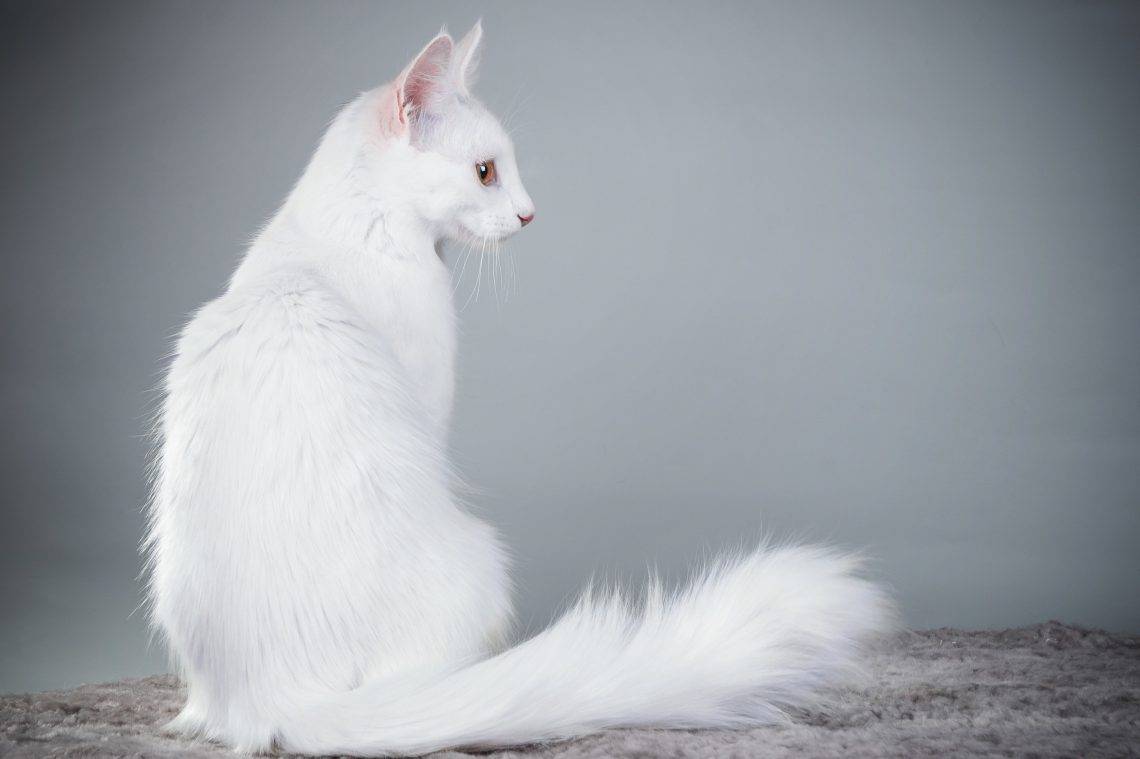 Особенности кошек породы турецкая ангора: все о внешности и характере