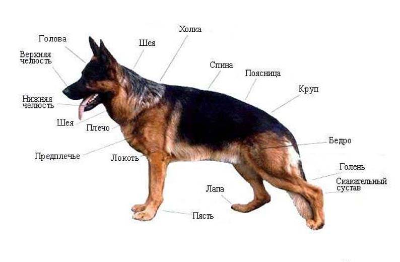 Учимся правильно измерять рост собаки в холке