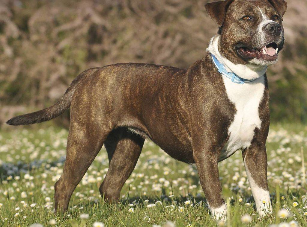 Американский стаффордширский терьер собака. описание, особенности, уход и цена породы