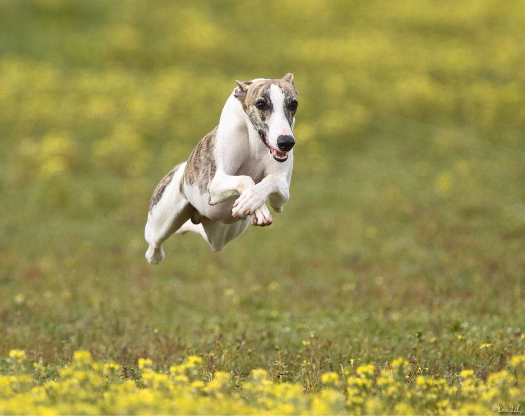 Самая быстрая собака в мире – топ-10 пород