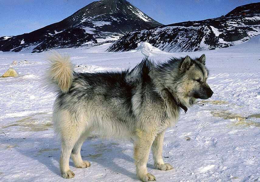 Канадская эскимосская лайка (Инуитская собака)