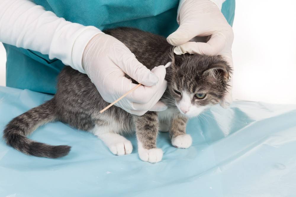 Ушной клещ у кошек: что за болезнь и чем лечить