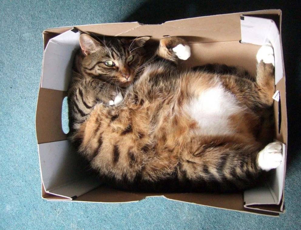 Почему коты и кошки любят коробки и пакеты | почему нравятся