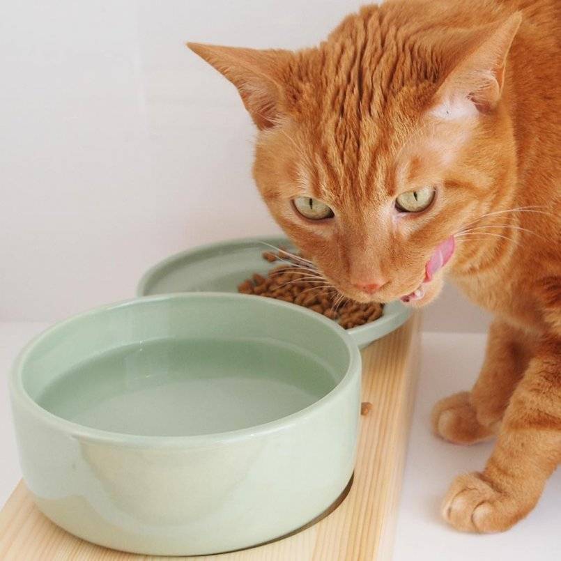 Особенности кормления кошек натуральной пищей и сухим кормом