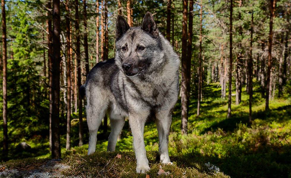 Подробное описание породы собак норвежский элкхаунд или лосиная лайка