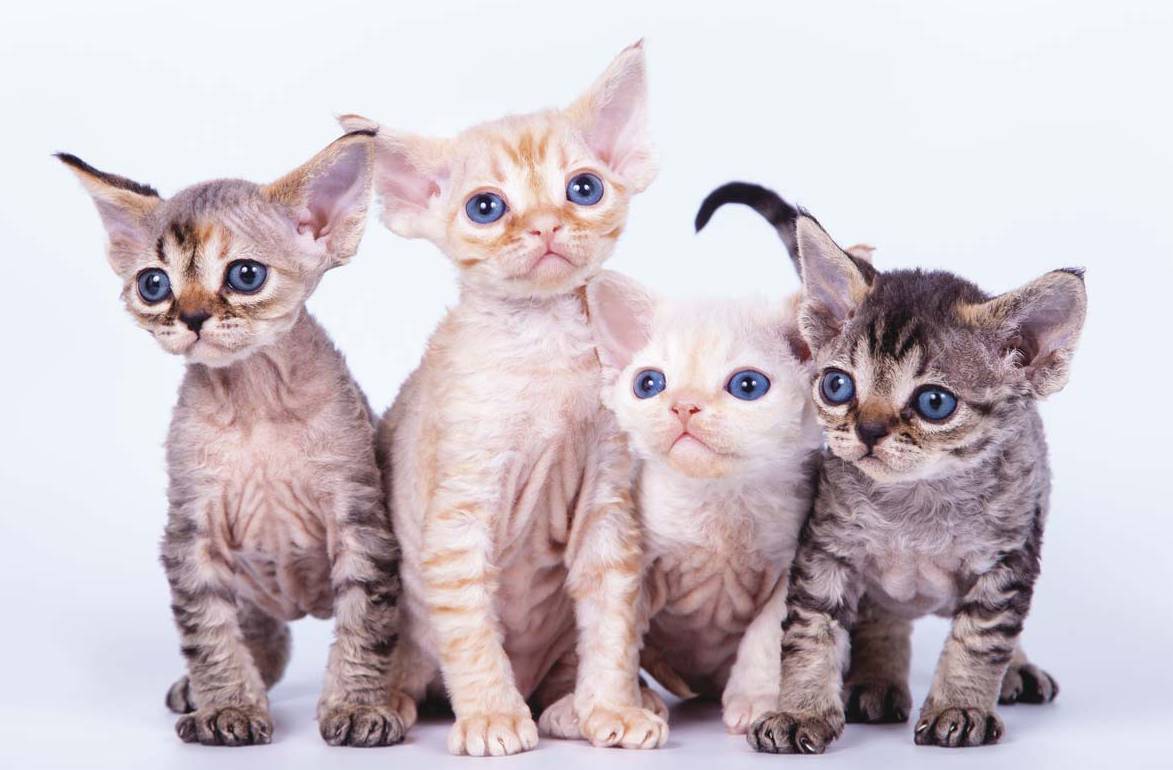 Гипоаллергенные кошки | гостиница для кошек