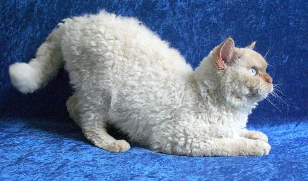 Лаперм: фото кошки, цена, описание породы, характер, видео, питомники