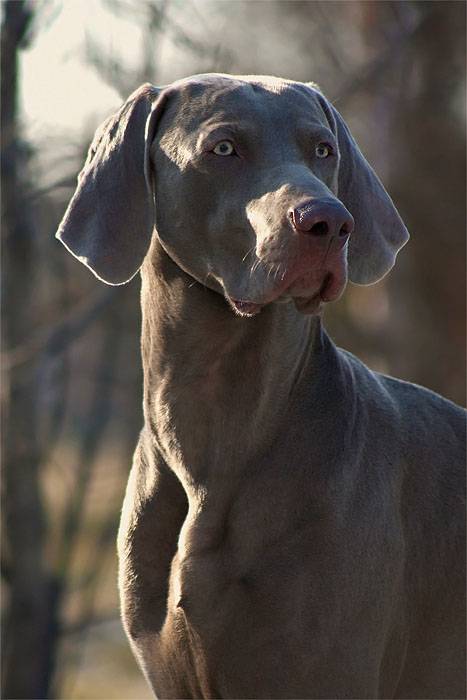 Собака породы веймаранер: фото, видео, описание